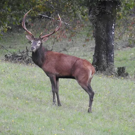 Deer Land Photo Apartment