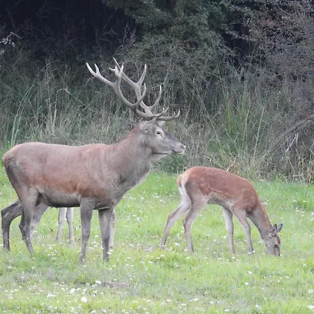 Deer Land Photo Kocevska Reka