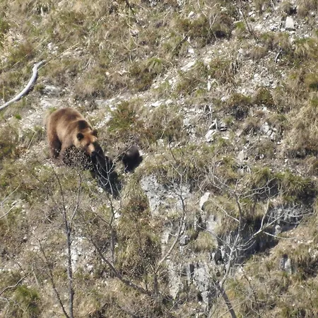 Deer Land Photo Apartment