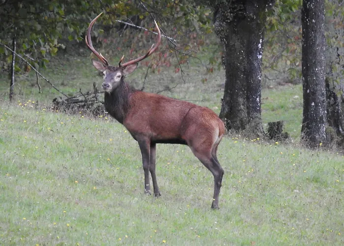 Deer Land Photo Apartamento