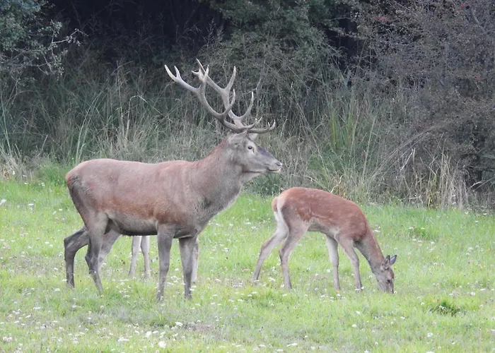 Deer Land Photo Kocevska Reka
