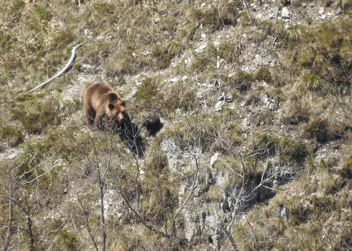 Deer Land Photo Apartamento